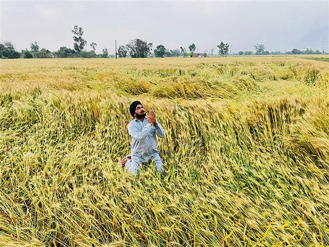 ਮਾਲਵਾ ਪੱਟੀ ਵਿੱਚ ਮੀਂਹ ਨੇ ਫਿਰ ਕਿਸਾਨਾਂ ਦੀ ਚਿੰਤਾ ਵਧਾਈ