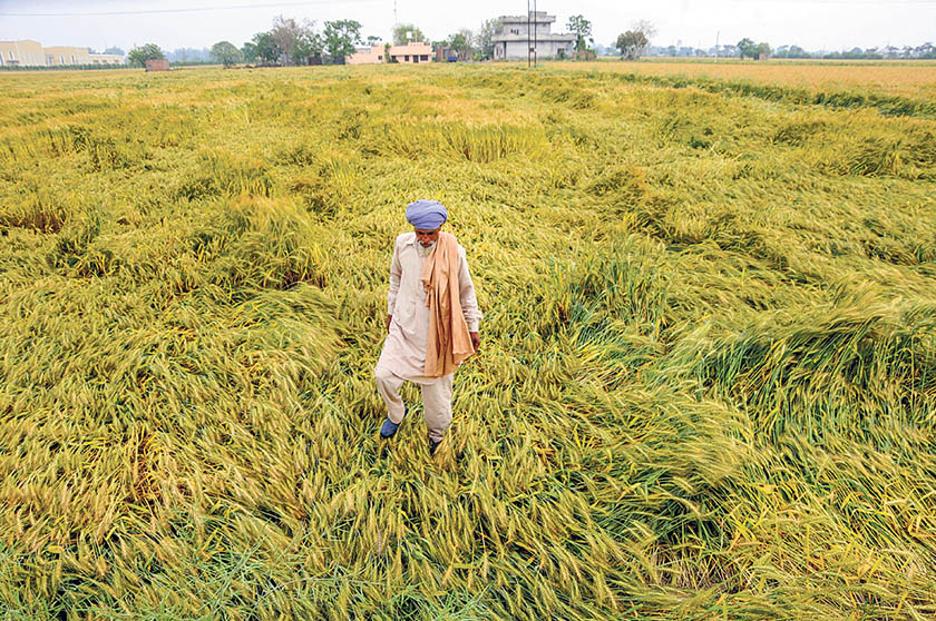 ਮੀਂਹ ਦੀ ਮਾਰ: ਕਣਕ ਦੀ ਵਾਢੀ ਪੱਛੜੀ